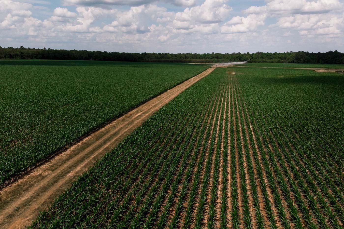 Aerial view of a row-crop farm field