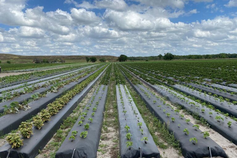 Eating Safely with Community Food