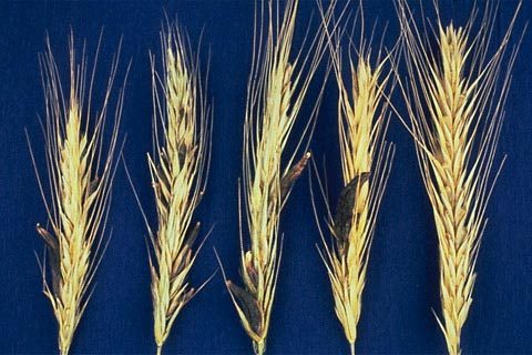 Local Food, National Security